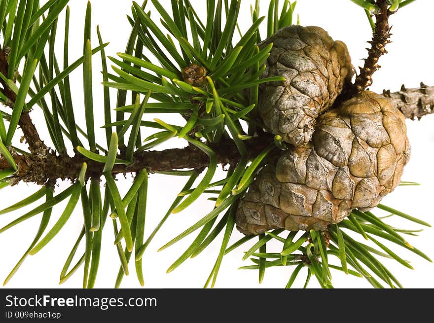 Isolated pine branch with cones. christmas decoration