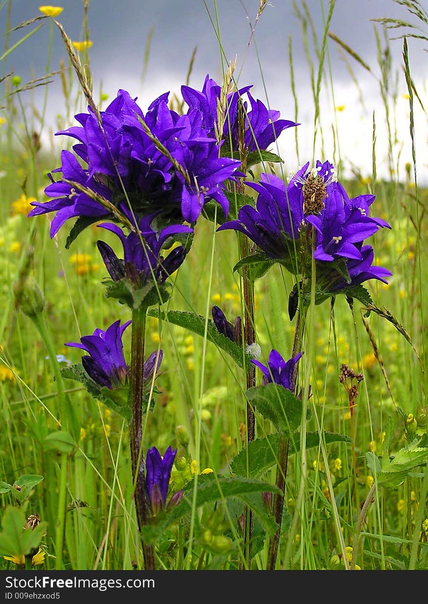 A blue flower and grass with storm sky. A blue flower and grass with storm sky.