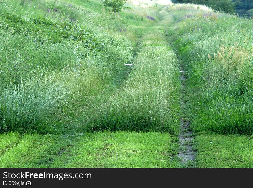 Way in grass