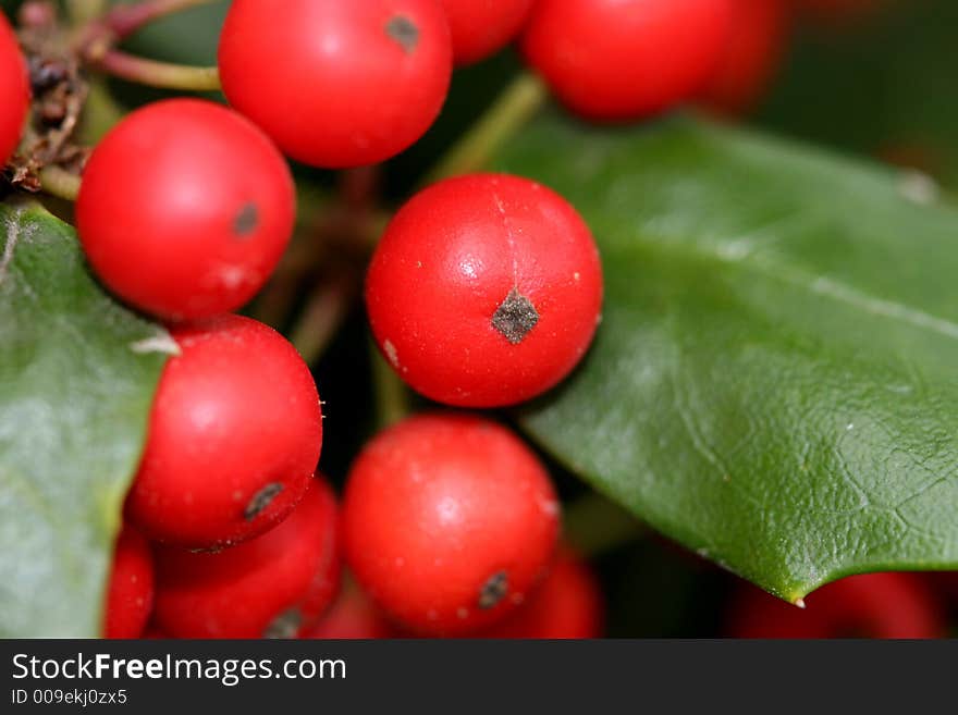 Bright red holly berries on tr