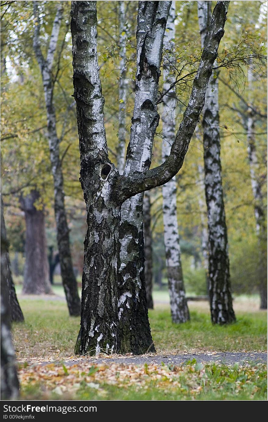 Birches in autumn