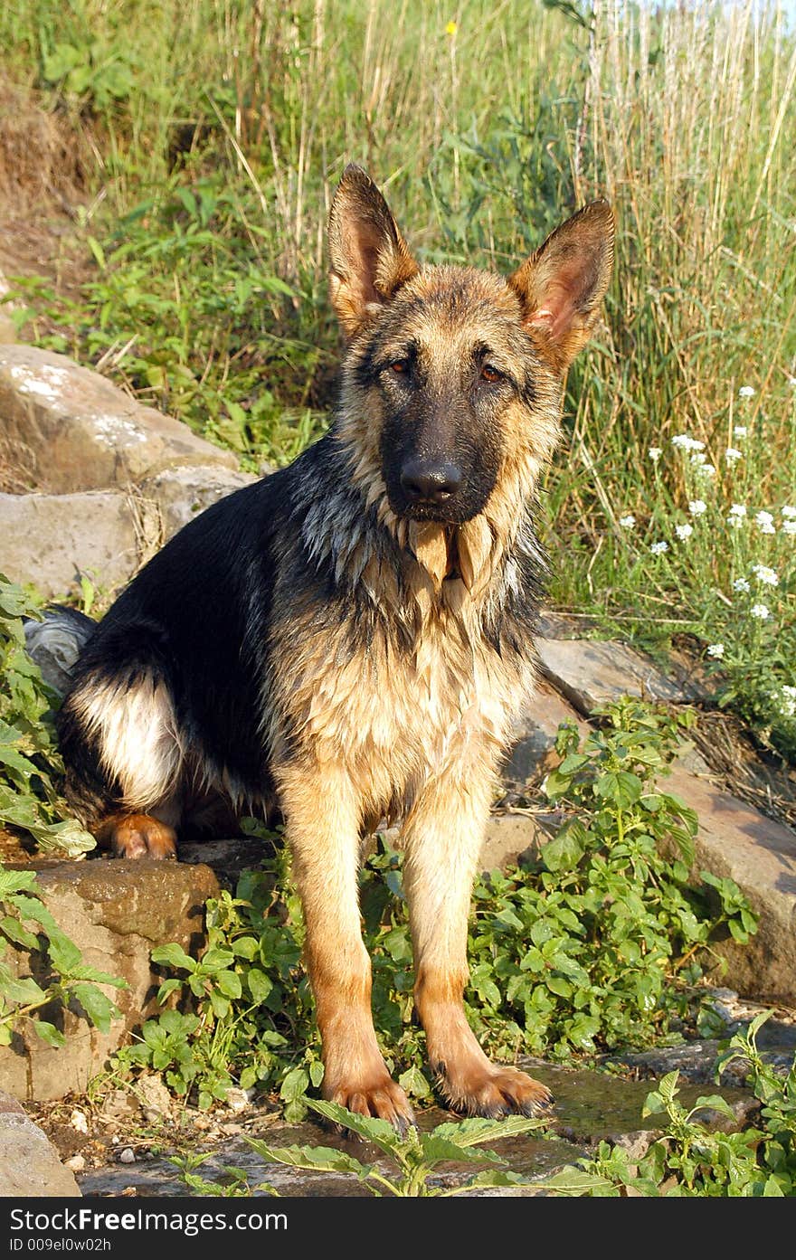 Wolf dog on stairs to the river