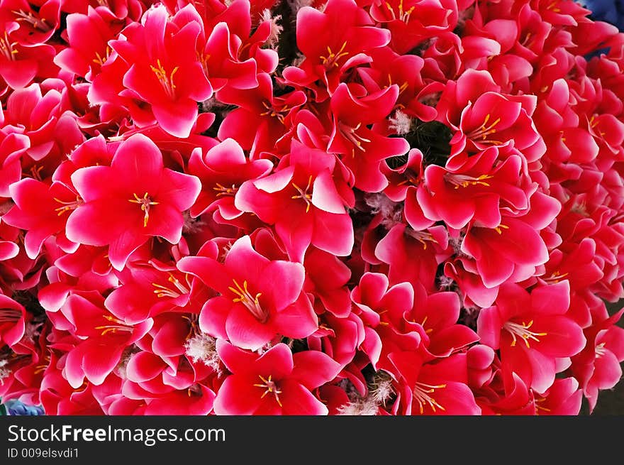 A lot of red roses with soft light