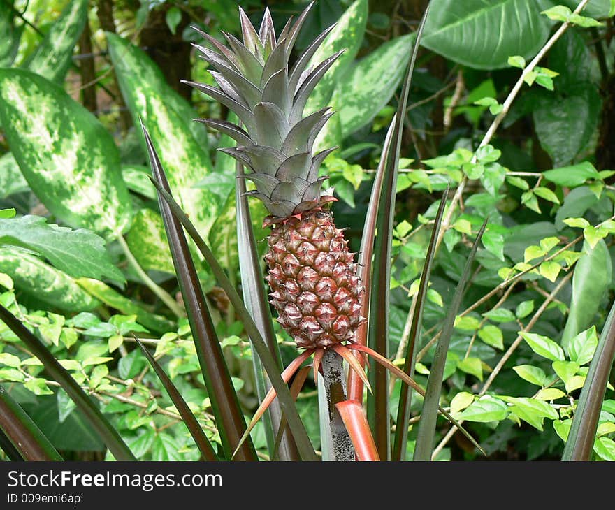 Organic tropical fruit on an artistic tropical backgrund.