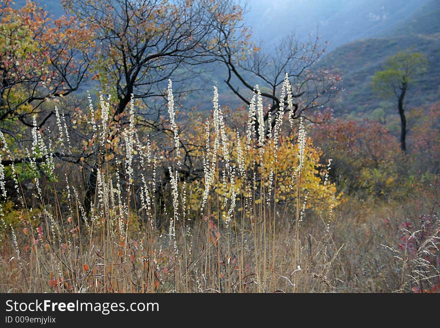 Landscape of colorful plant in autumn. Landscape of colorful plant in autumn