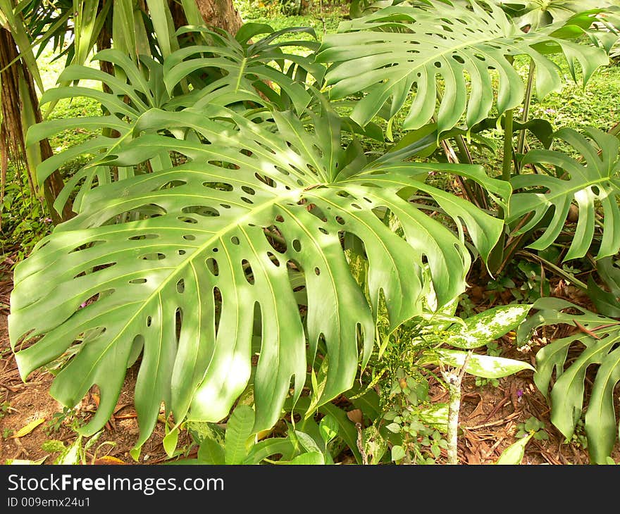 Green leave texture with shadows