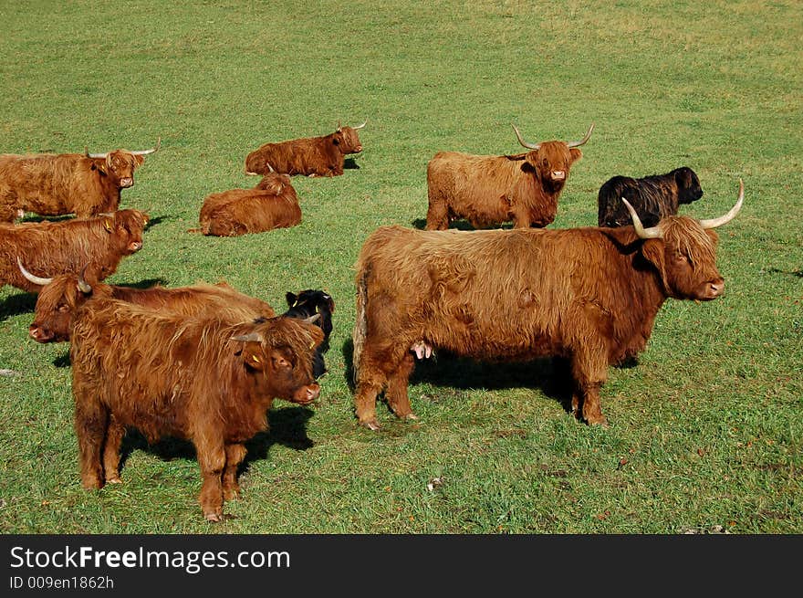 drove of galloways out at feed