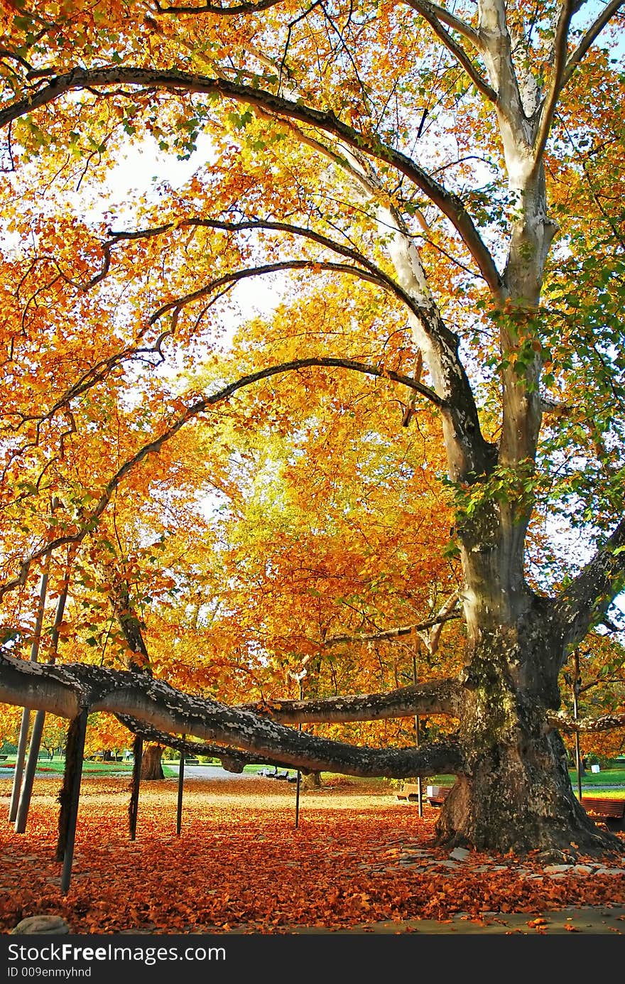 Tree And Leaves