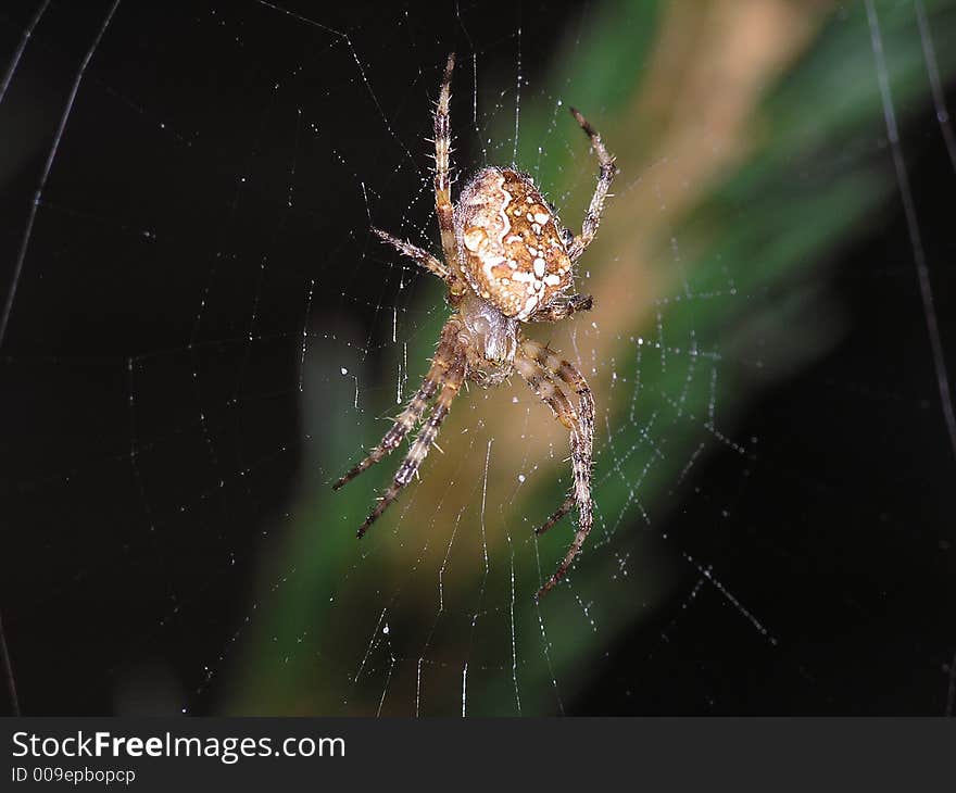 Photo of a spider at night