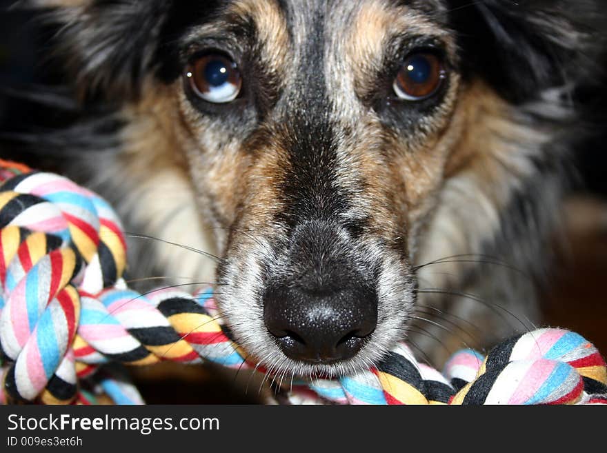 Dogs love toys made from natural fibers. Dogs love toys made from natural fibers