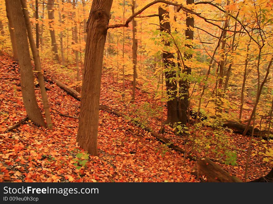 The Forest Floor Ablaze in Autumn Colors. The Forest Floor Ablaze in Autumn Colors.