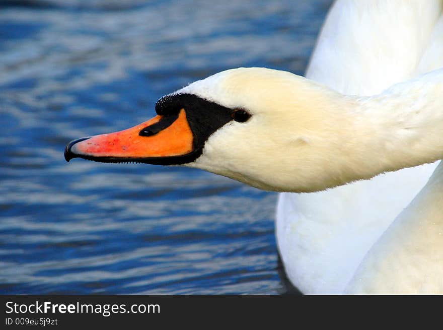 Close up on swan head