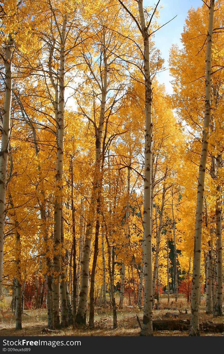 Aspens in full autumn color. Aspens in full autumn color