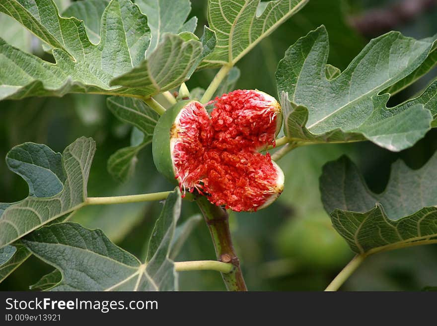 Bursting fig on the tree. Bursting fig on the tree.