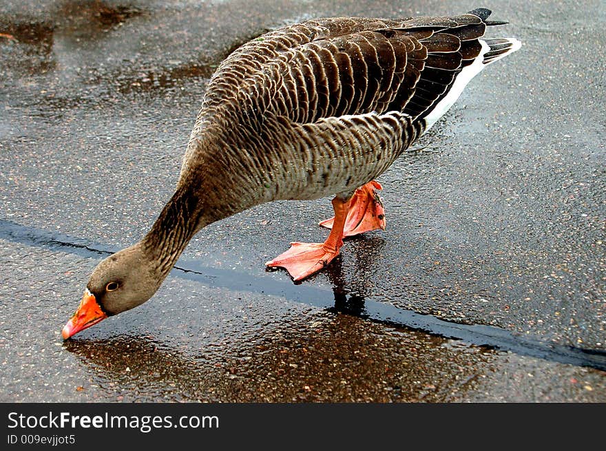 Very thirsty wild goose drinking from the flour