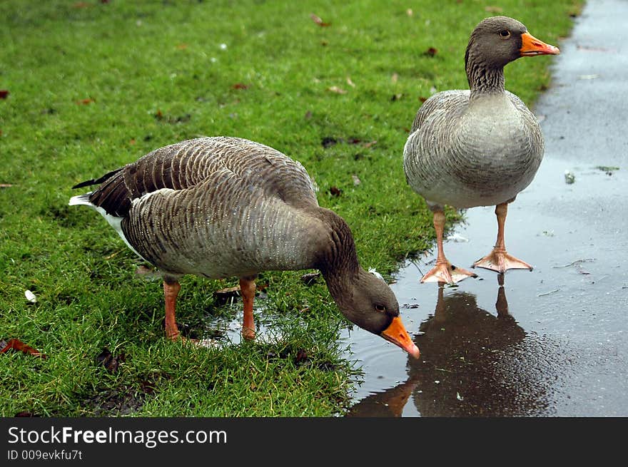 Two gooses in the park