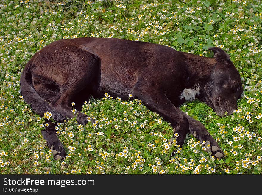 A dog sleeping among camomiles. A dog sleeping among camomiles