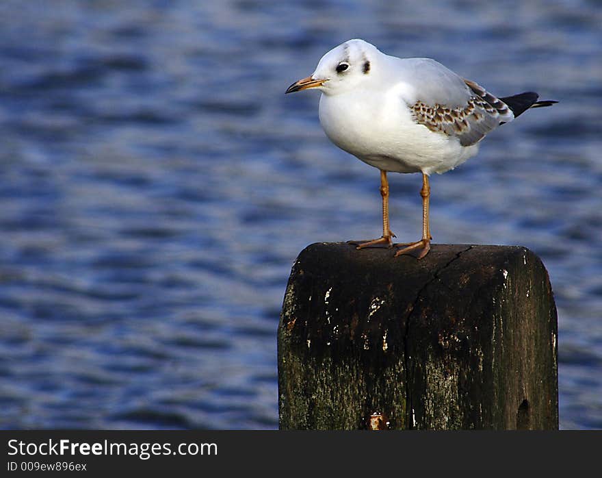 Seagull