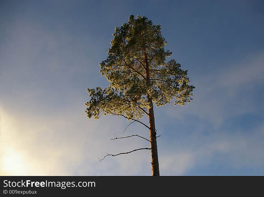 A pine wood against a dramatic sky. A pine wood against a dramatic sky