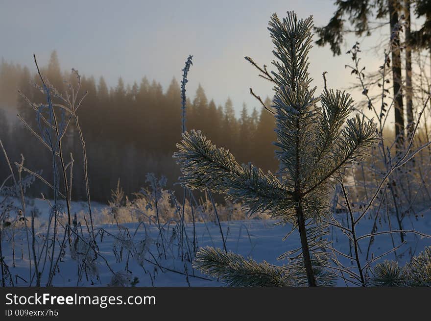 A frozen pine wood on a cold winter day. A frozen pine wood on a cold winter day