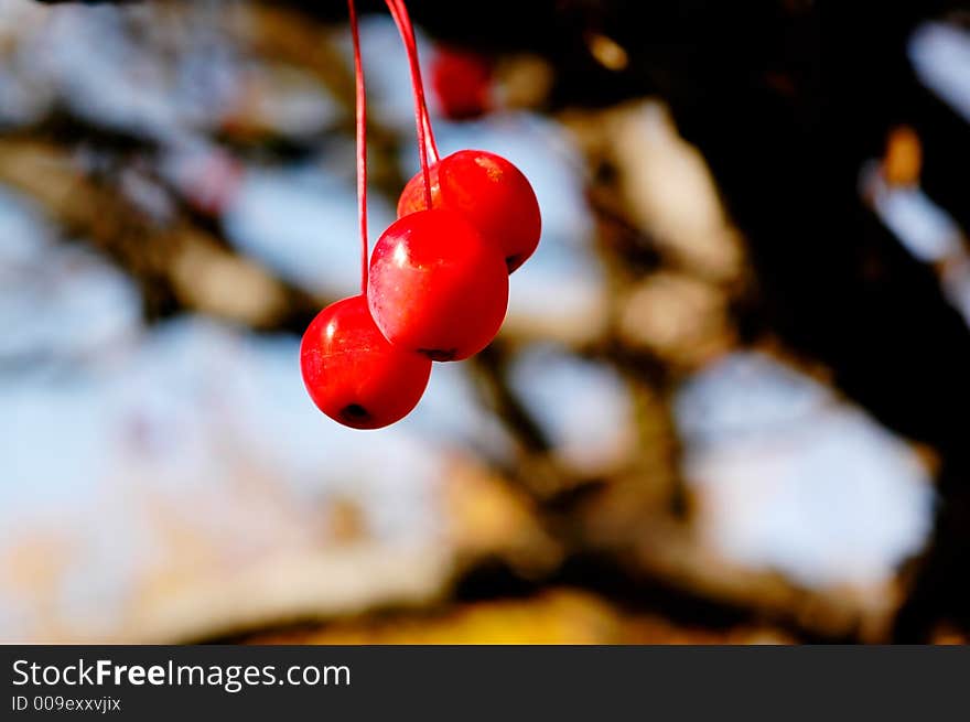 Autumn foliage: Red berry.