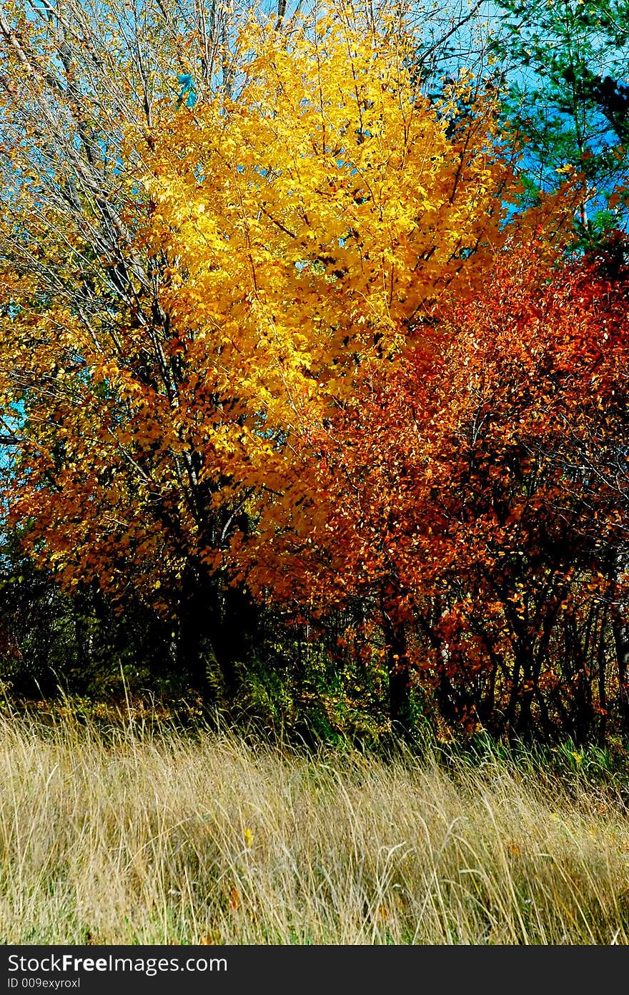 Autumn Foliage Over A Grassy Lawn.