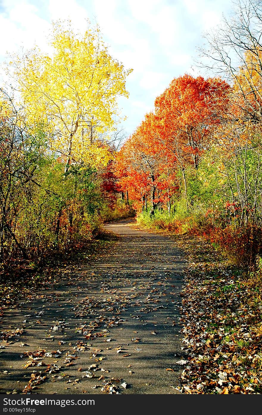 Autumn foliage along a road.