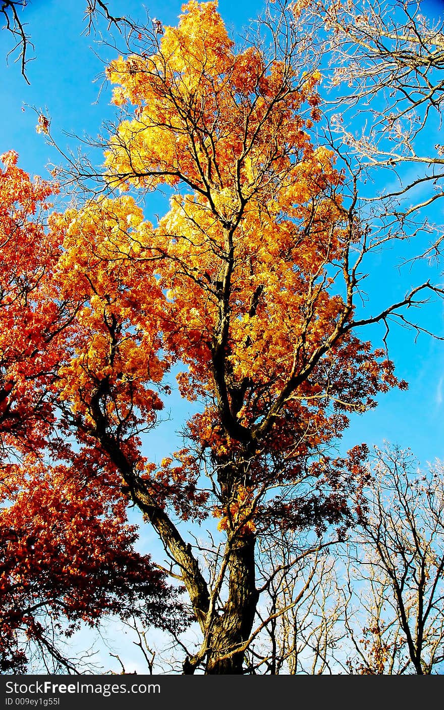 Autumn Foliage: Some Orange Trees.