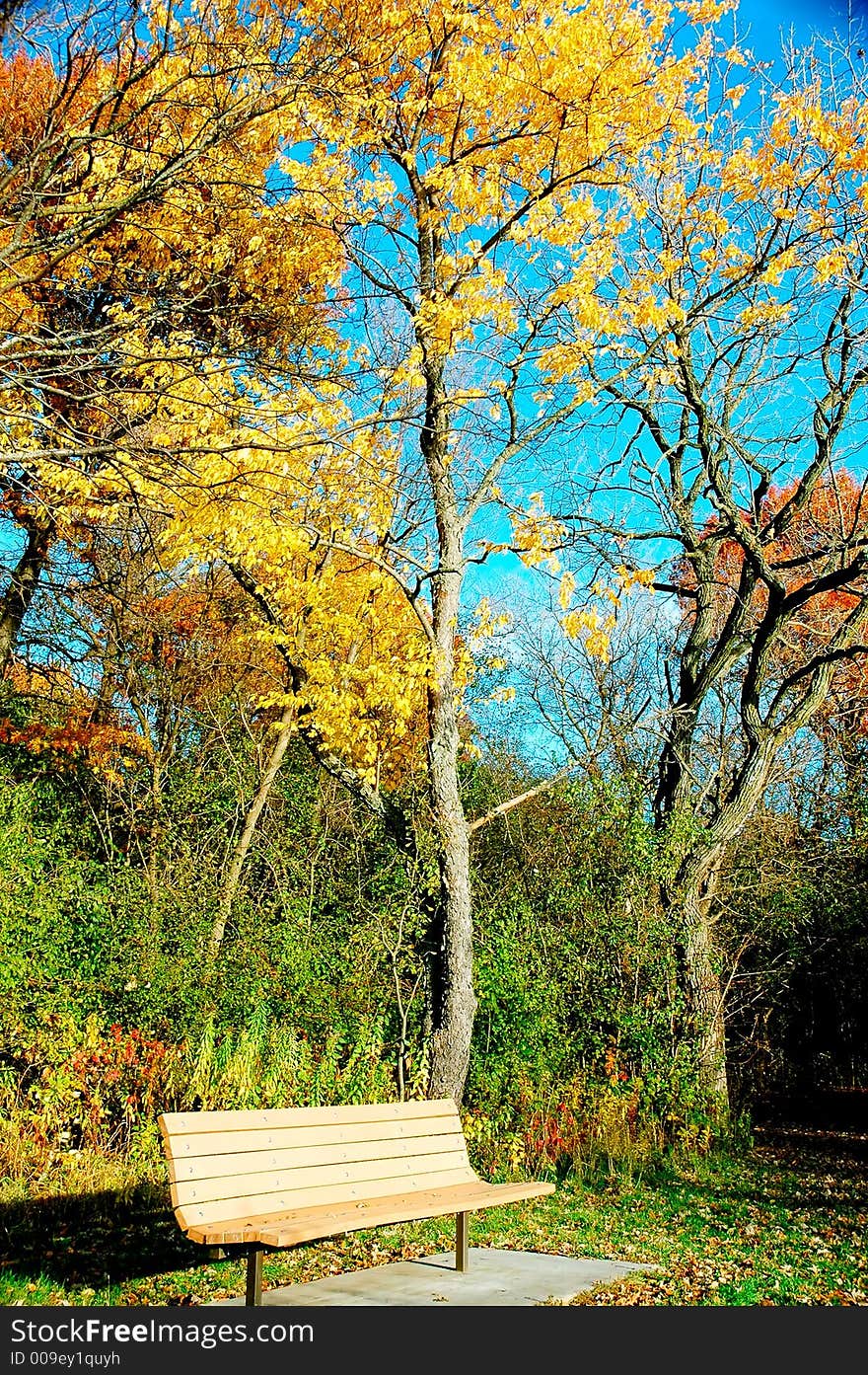 Autumn foliage. Colorful leaves, trees, lawn,  etc with a chair. Autumn foliage. Colorful leaves, trees, lawn,  etc with a chair.