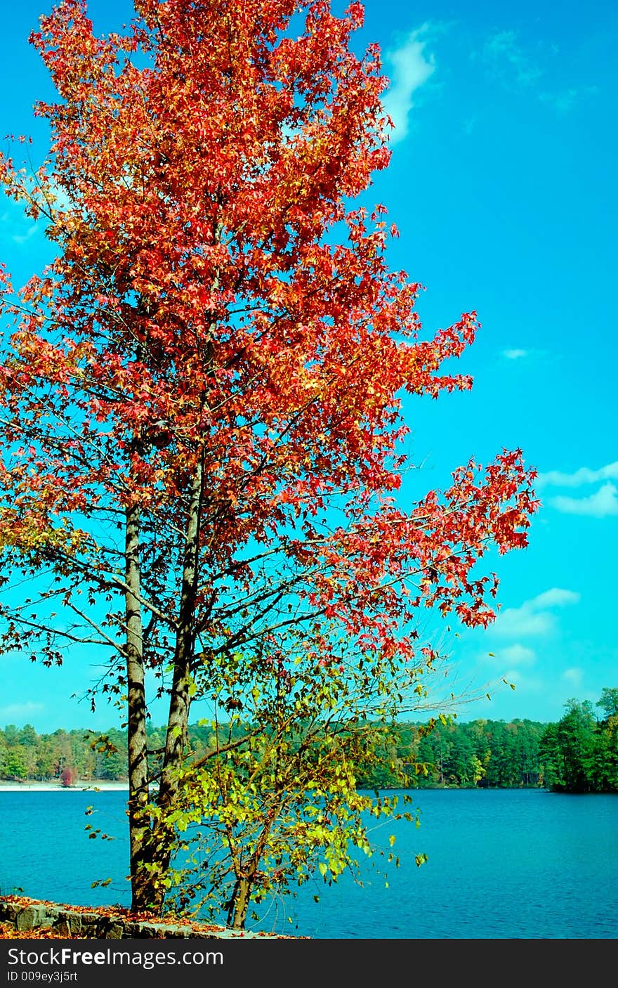 Autumn foliage around Stone Mountain.