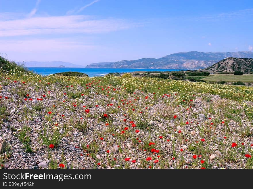 A Poppies Field