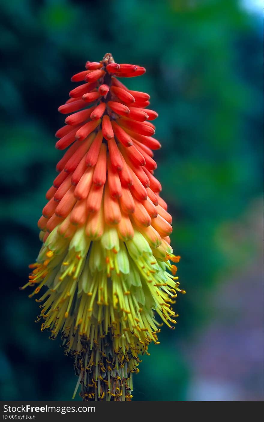 A red-yellow vertical flower. A red-yellow vertical flower