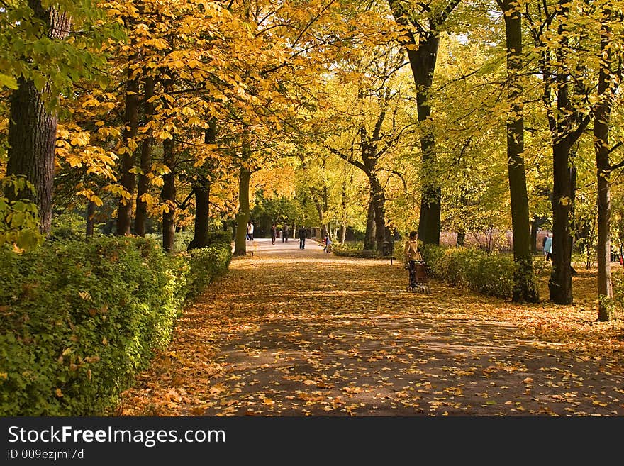 Autumnal boulevard