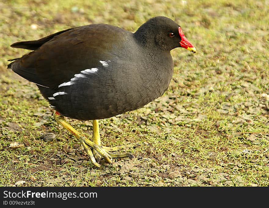 Black chicken with red head walking in the farm