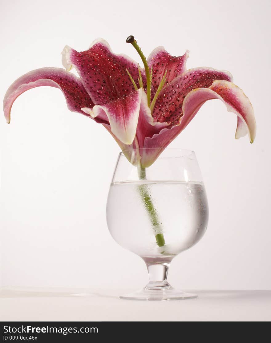 Pink lily whith raindrops in the glass