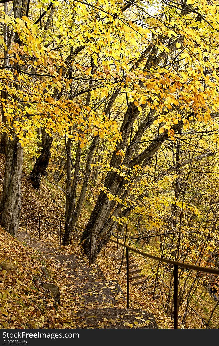 Autumn golden forest with path. Autumn golden forest with path