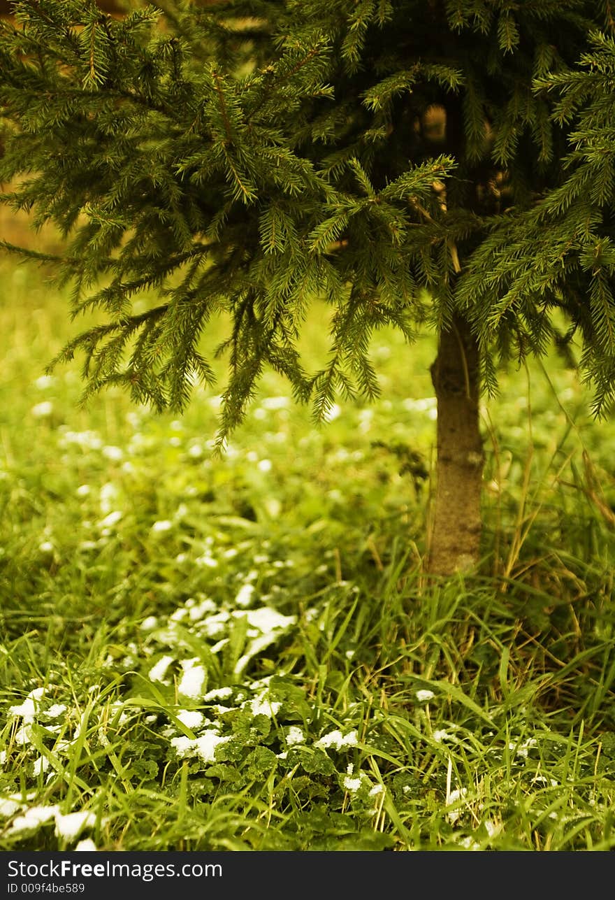 The grass, covered with snow, under a christmas-tree