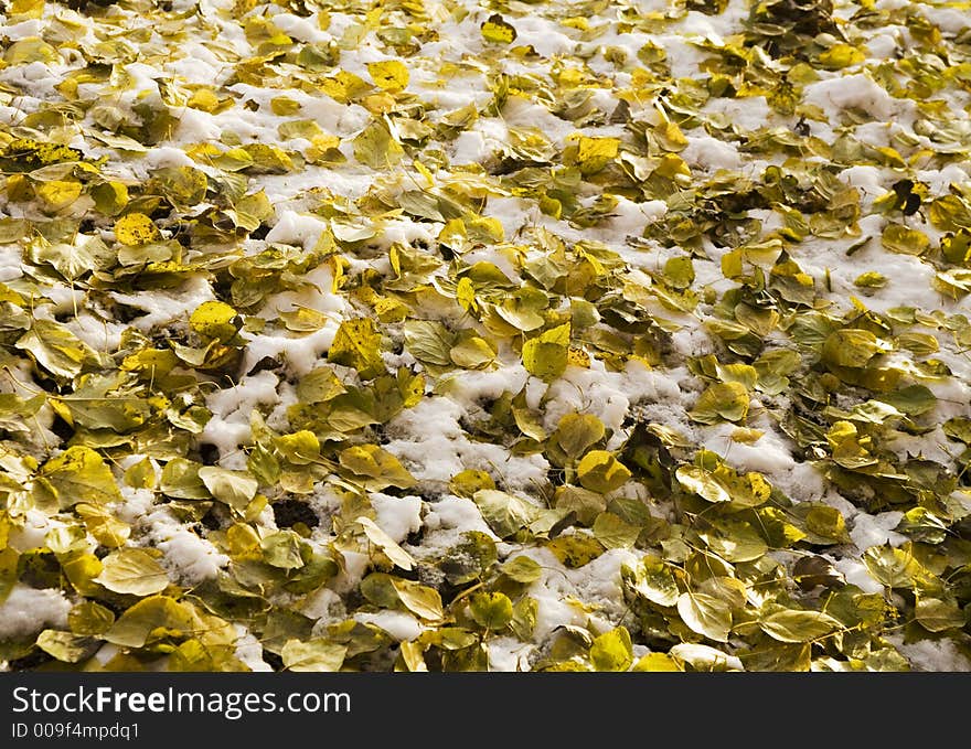 Yellow leaves covered by snow, for use as a background. Yellow leaves covered by snow, for use as a background