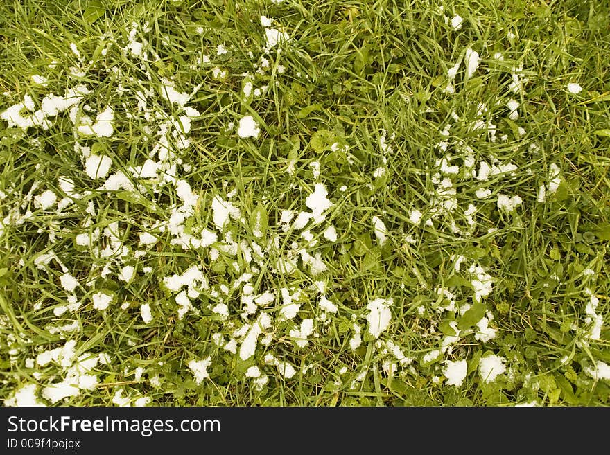 Grass covered by snow, for use as a background. Grass covered by snow, for use as a background