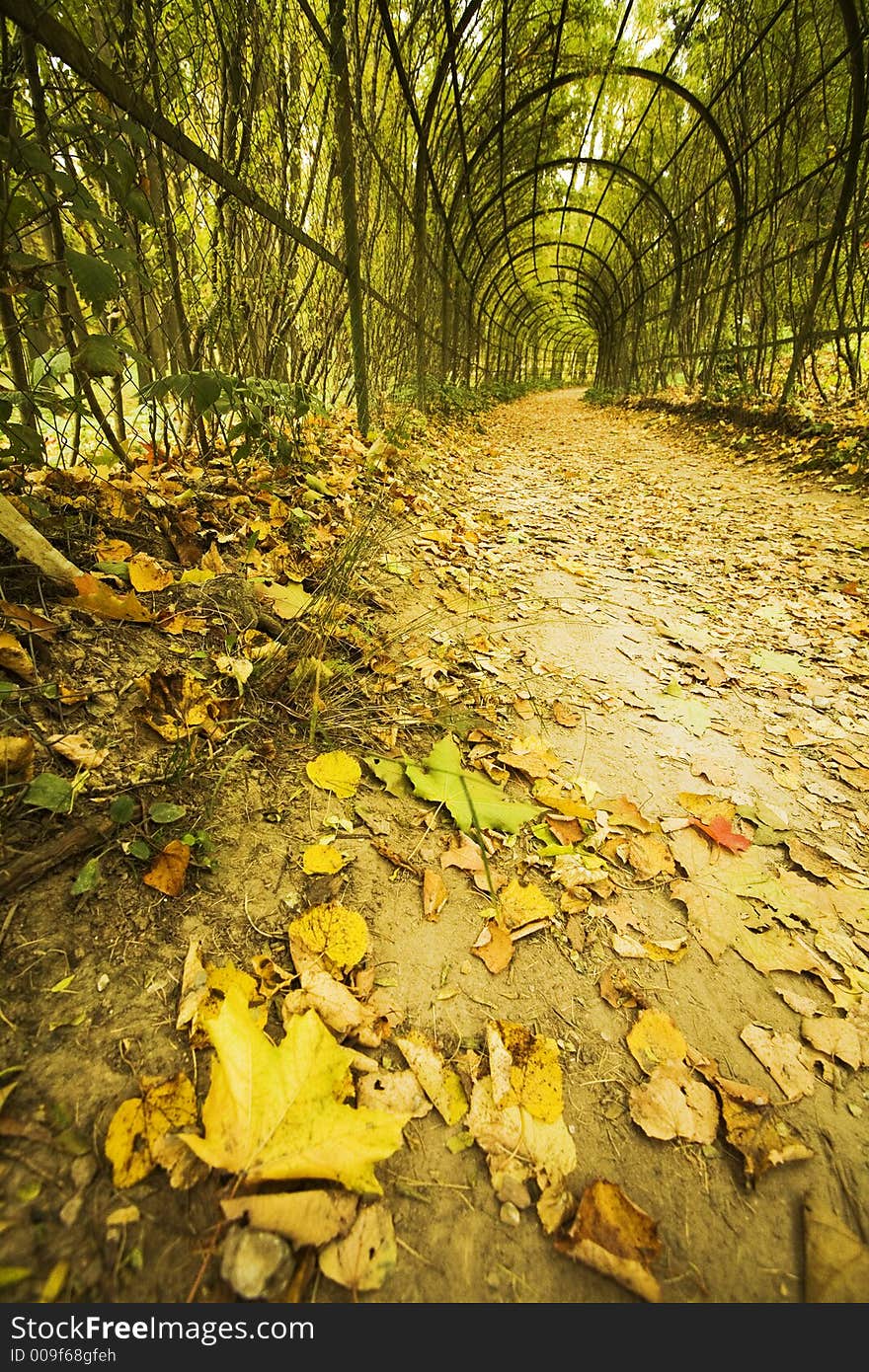 Autumn vine alley