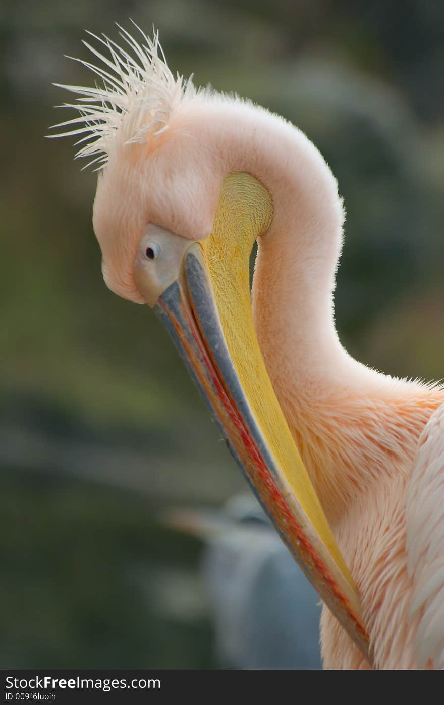 Portrait of a pelican