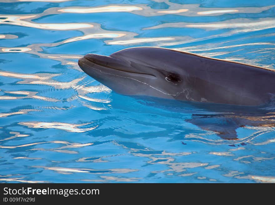 Dolphin smiling