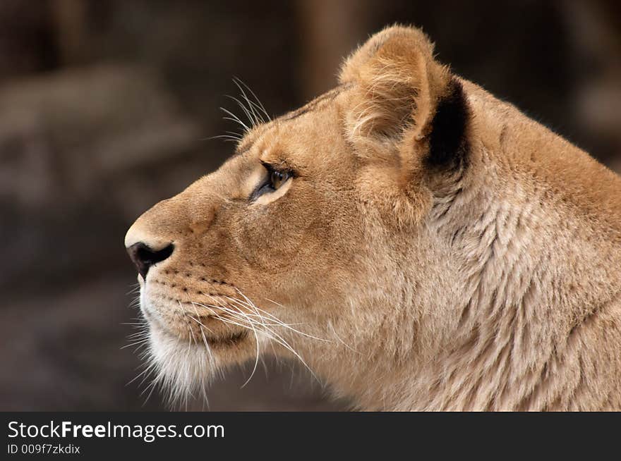 Beautiful portrait of a female lion