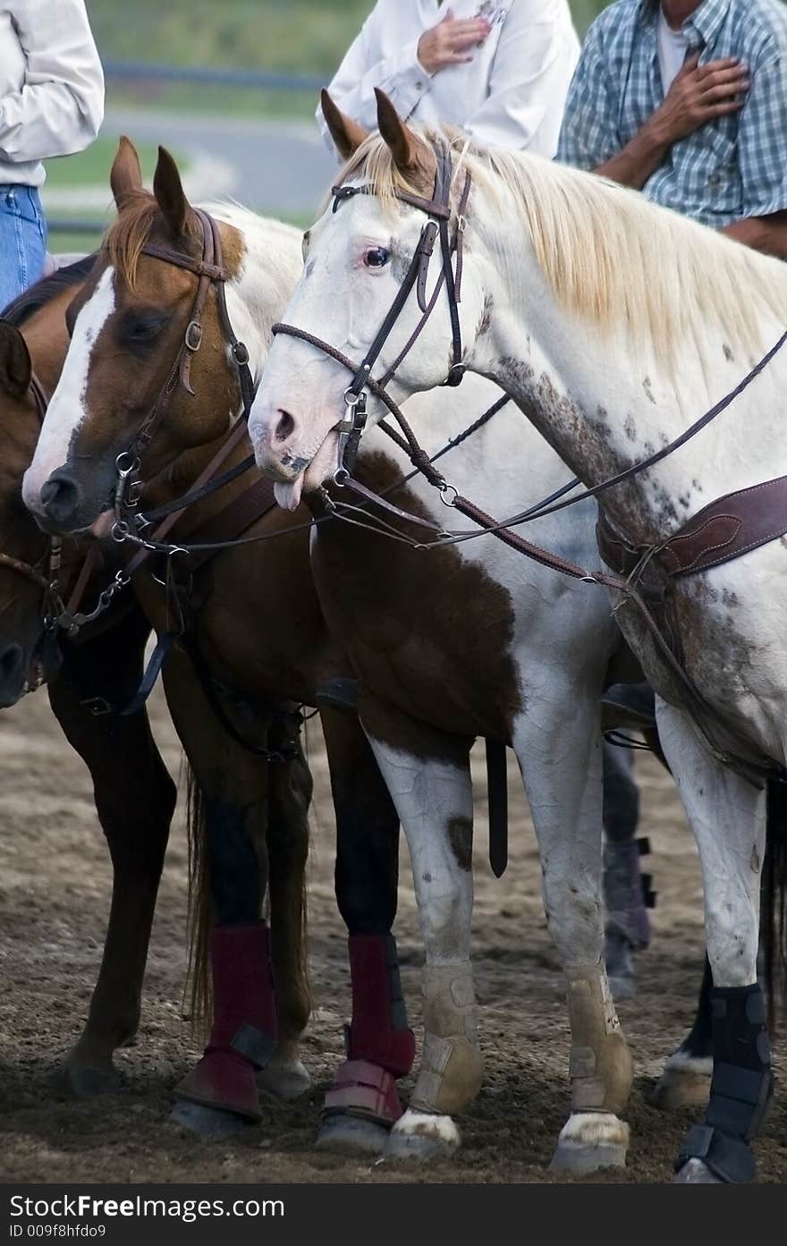 Horse sticks out tongue during flag ceremony. Horse sticks out tongue during flag ceremony