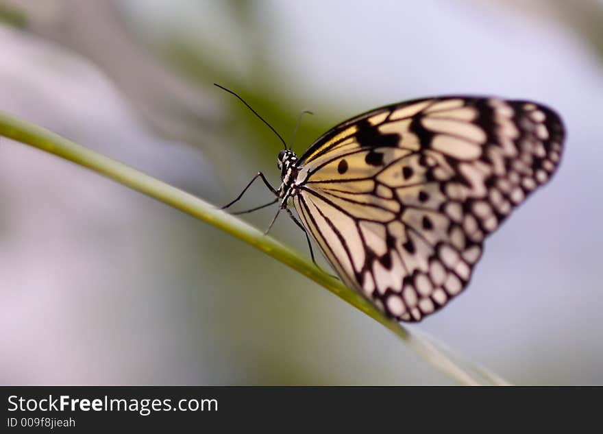 Close-up of a beautiful butterfly taken with a macro lens