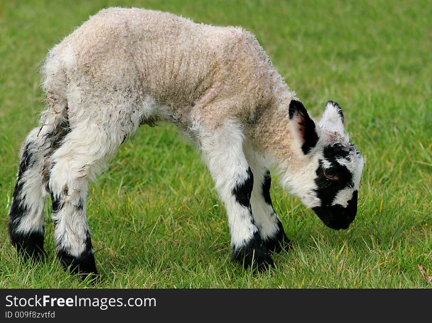 New born black and white lamb eating grass in a field in spring. New born black and white lamb eating grass in a field in spring.