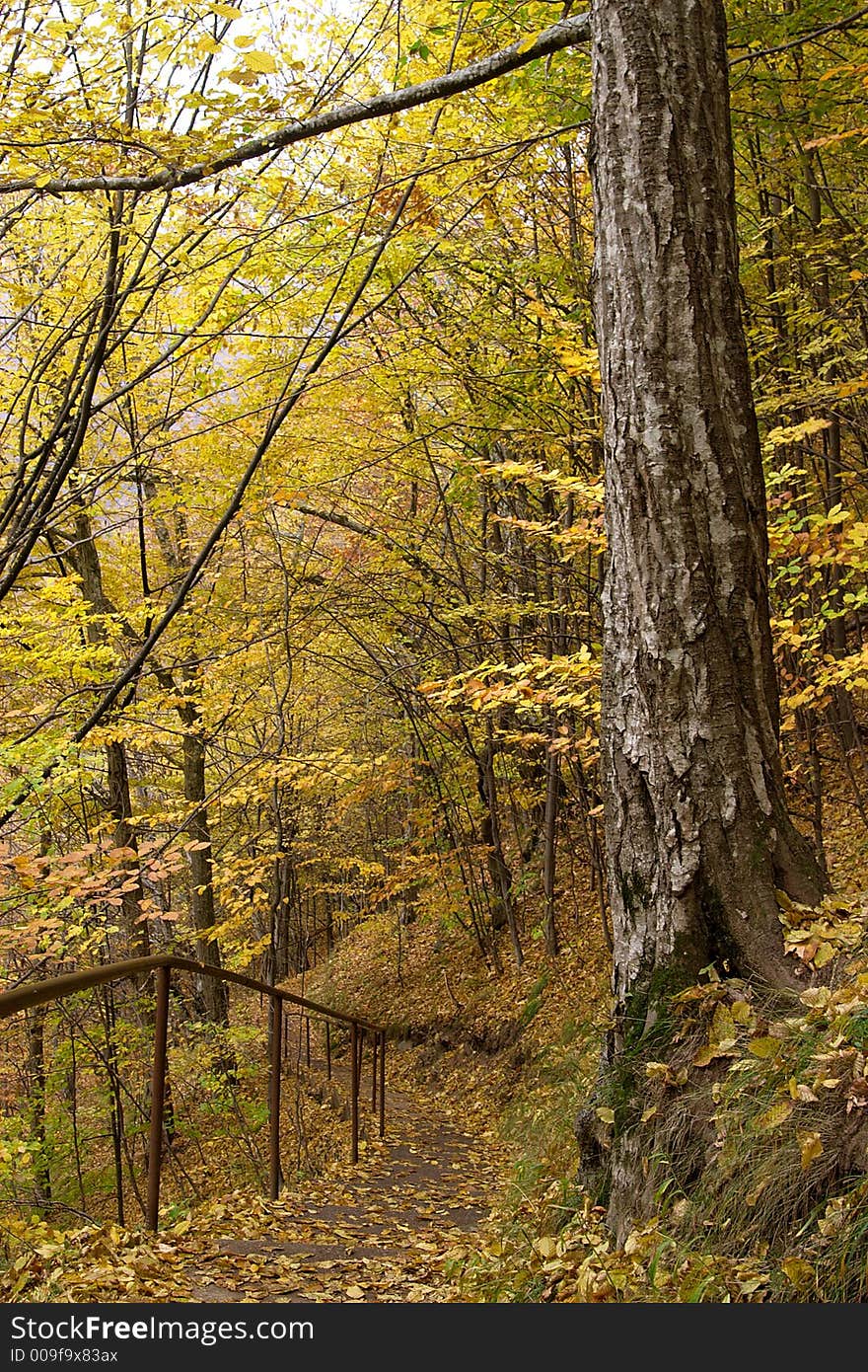 Autumn walk path in the wild forest. Autumn walk path in the wild forest