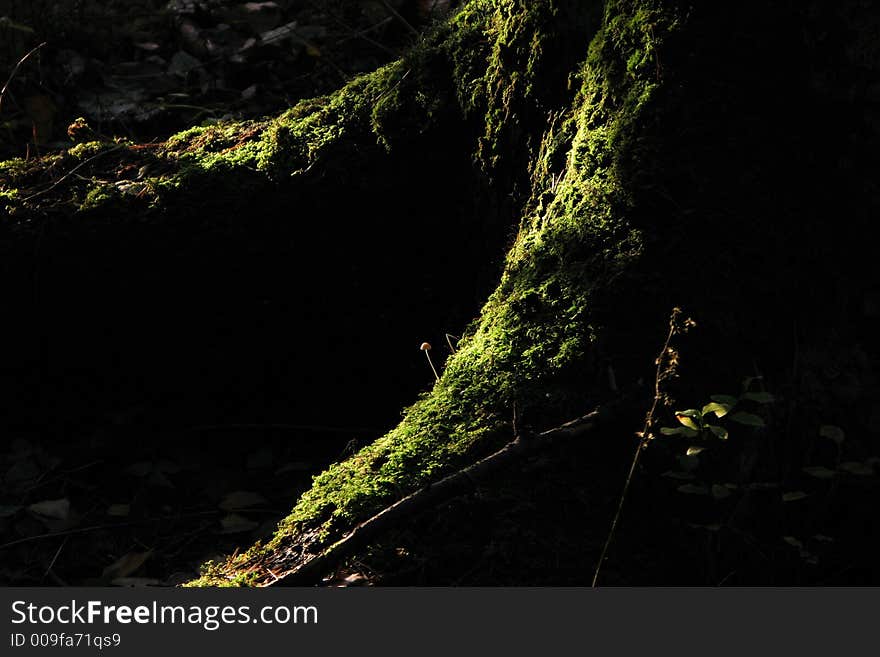 Sun light reaching roots of old tree. Sun light reaching roots of old tree