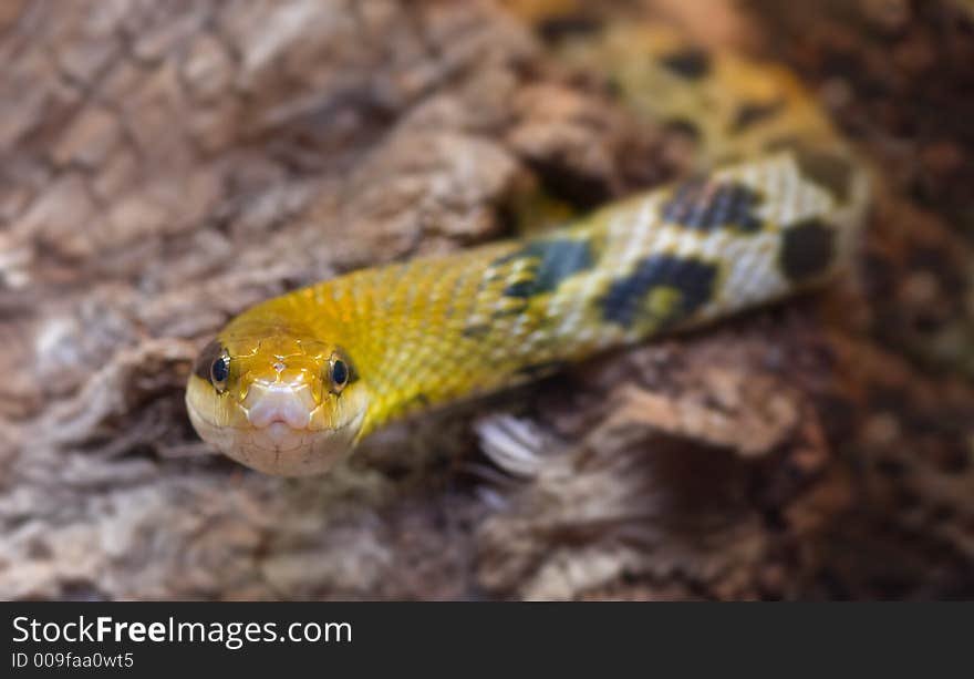 Close-up of a snake ready to strike