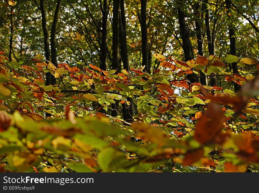 Fall leaves and forest trees in the background.